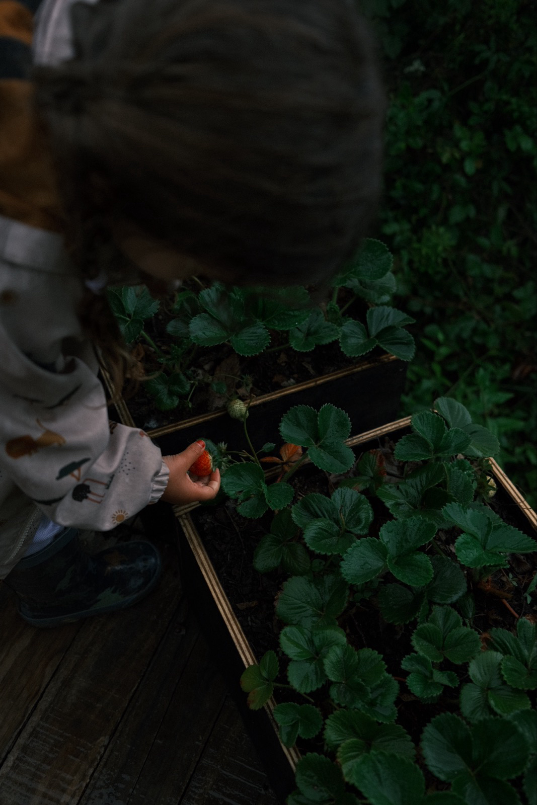 A small child picking a strawberry from a raised bed at dusk