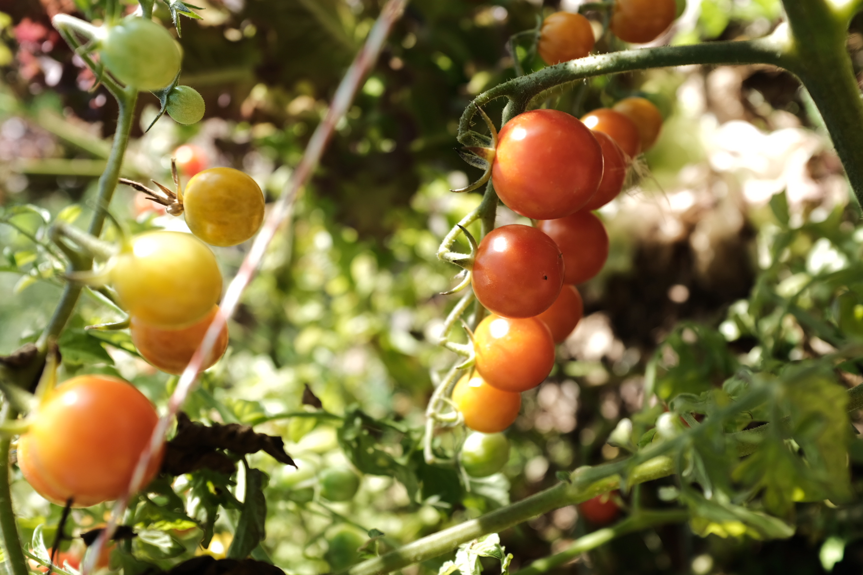 Cherry tomatoes ripening on the vine in the sun