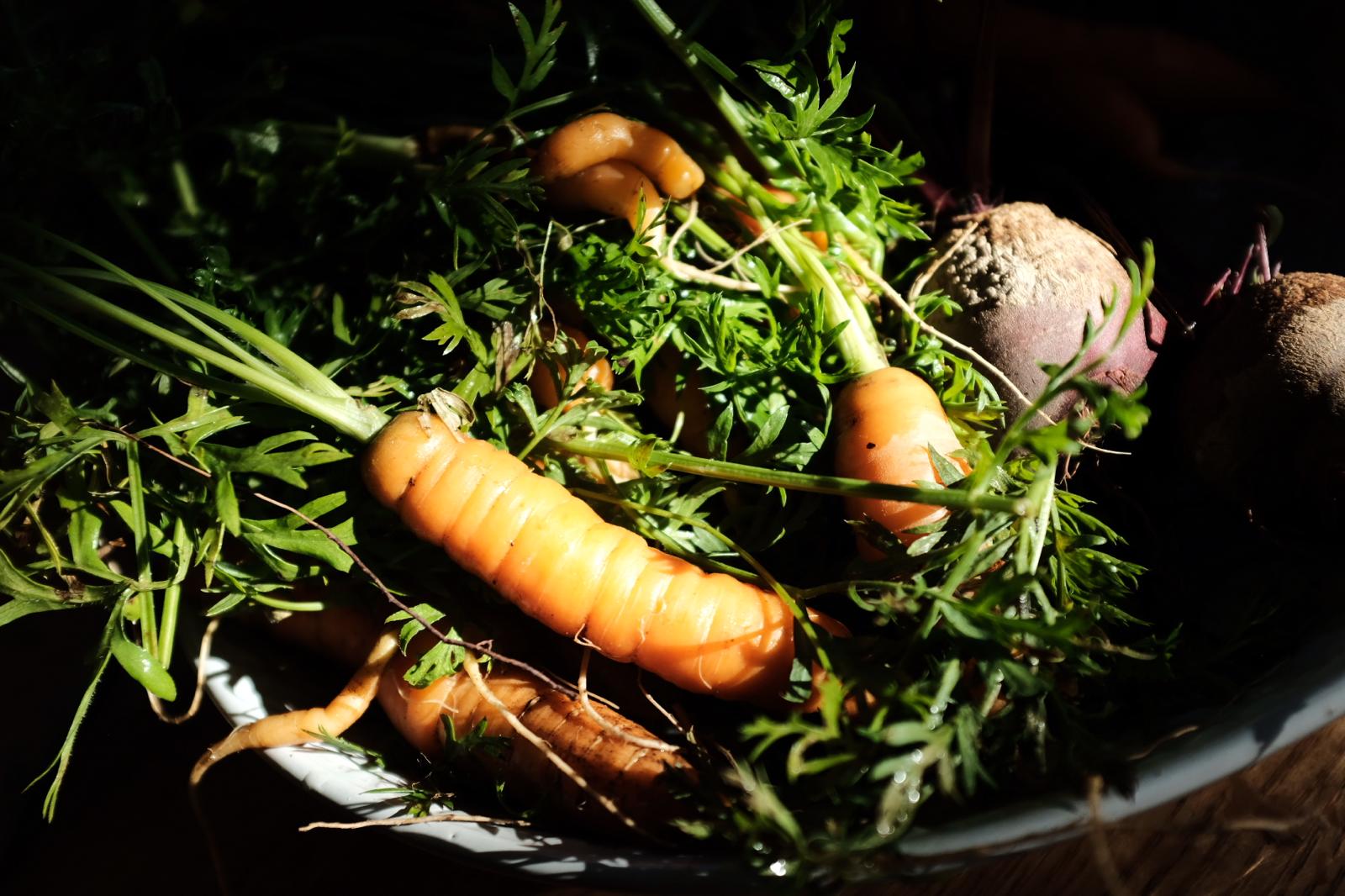 A bowl of just-pulled carrots and beetroot with their leafy tops, lit by low sun