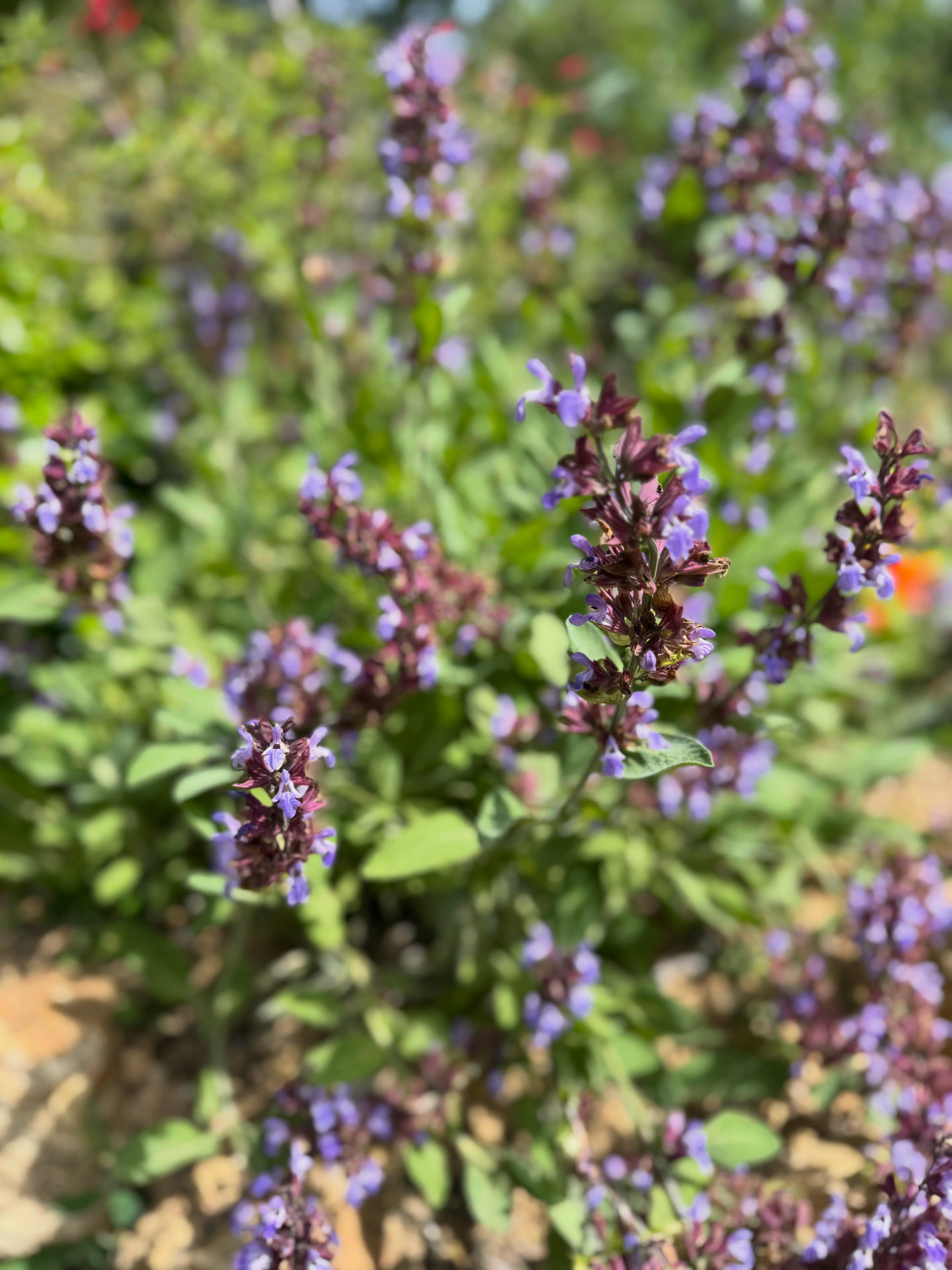 Flowering lavender and sage with purple blooms in the roof garden
